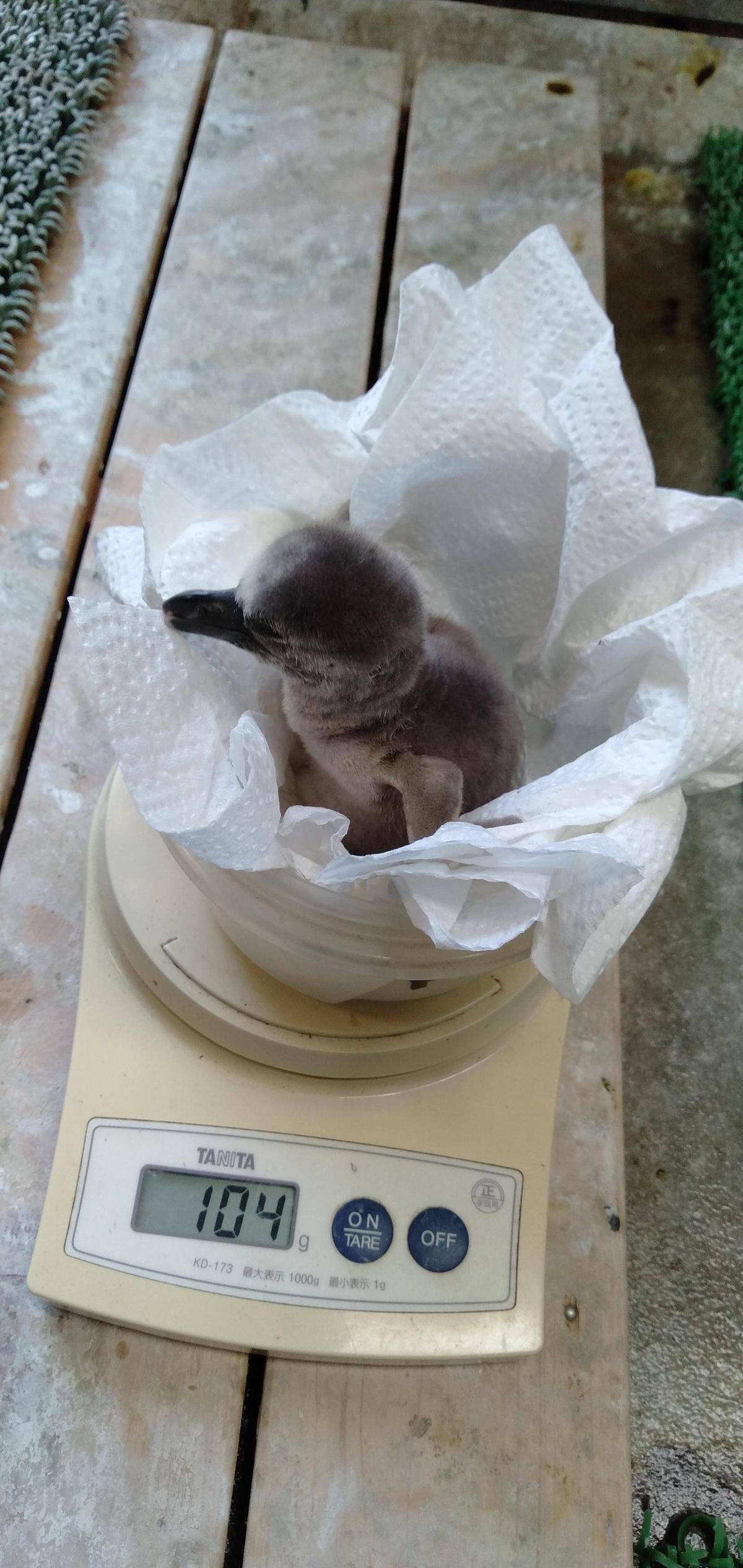 フンボルトペンギンを育てる その1|飼育日誌｜ブログ|よこはま動物園